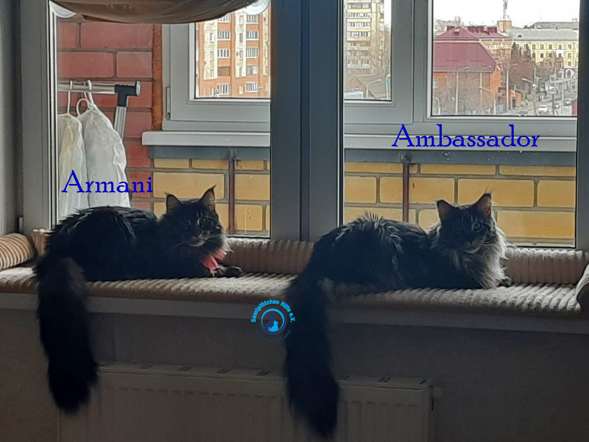 Fremde_Katzen/Armani und Ambassador/Armani und Ambassador03mN.jpg
